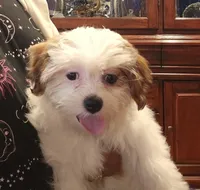 Soph, a female Shichon for sale in Bourne, MA – 1 of 2