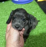 Jack, a male Miniature Dachshund for sale in Bourne, MA – 1 of 2