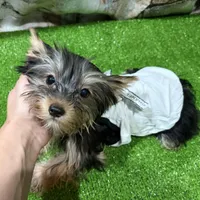 Suzy, a female Yorkshire Terrier for sale in Bourne, MA – Photo 1 of 3