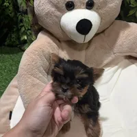 Suzy, a female Yorkshire Terrier for sale in Bourne, MA – Photo 3 of 3