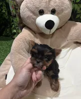 Suzy, a female Yorkshire Terrier for sale in Bourne, MA – Photo 3 of 3