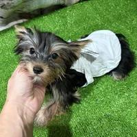 Suzy, a female Yorkshire Terrier for sale in Bourne, MA – Photo 2 of 3