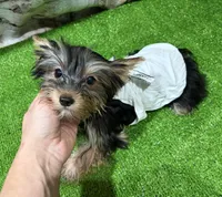 Suzy, a female Yorkshire Terrier for sale in Bourne, MA – Photo 2 of 3