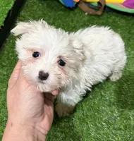 Olivia, a female Maltese for sale in Bourne, MA – Photo 2 of 3