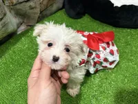 Olivia, a female Maltese for sale in Bourne, MA – Photo 1 of 3