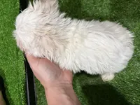 Olivia, a female Maltese for sale in Bourne, MA – Photo 3 of 3