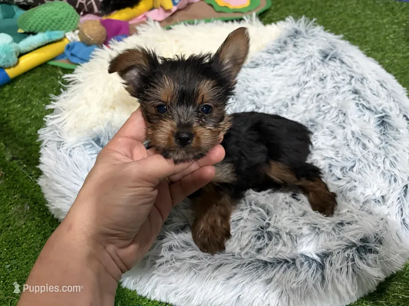 Betty – Yorkshire Terrier puppy for sale in Bourne, MA