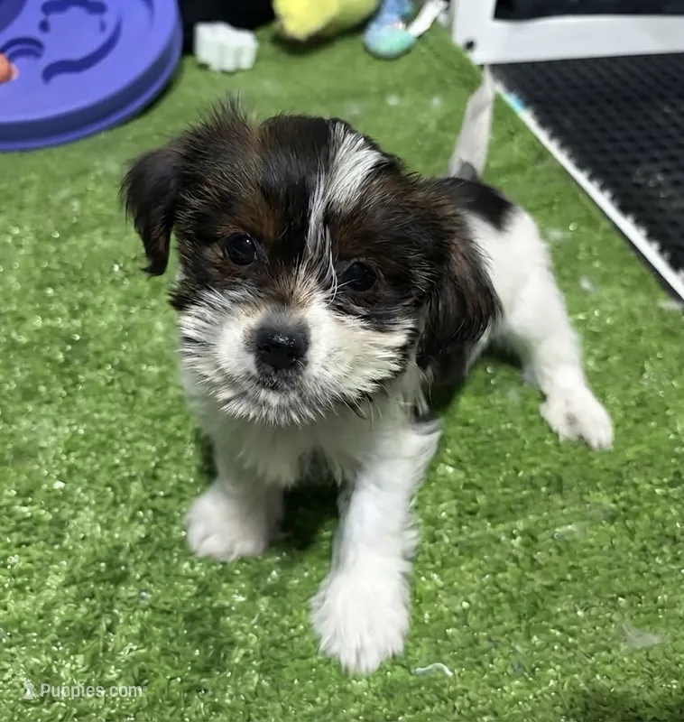 Olga – Shorkie puppy for sale in Bourne, MA