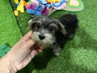 Iris, a female Morkie for sale in Bourne, MA – Photo 1 of 3