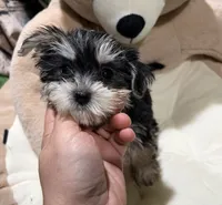 Iris, a female Morkie for sale in Bourne, MA – Photo 3 of 3