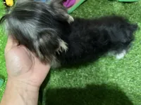 Iris, a female Morkie for sale in Bourne, MA – Photo 2 of 3