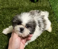 Hale, a female Shichon for sale in Bourne, MA – Photo 4 of 5