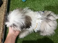 Hale, a female Shichon for sale in Bourne, MA – Photo 3 of 5