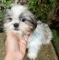 Hale, a female Shichon for sale in Bourne, MA – Photo 1 of 5