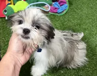 Hale, a female Shichon for sale in Bourne, MA – Photo 5 of 5