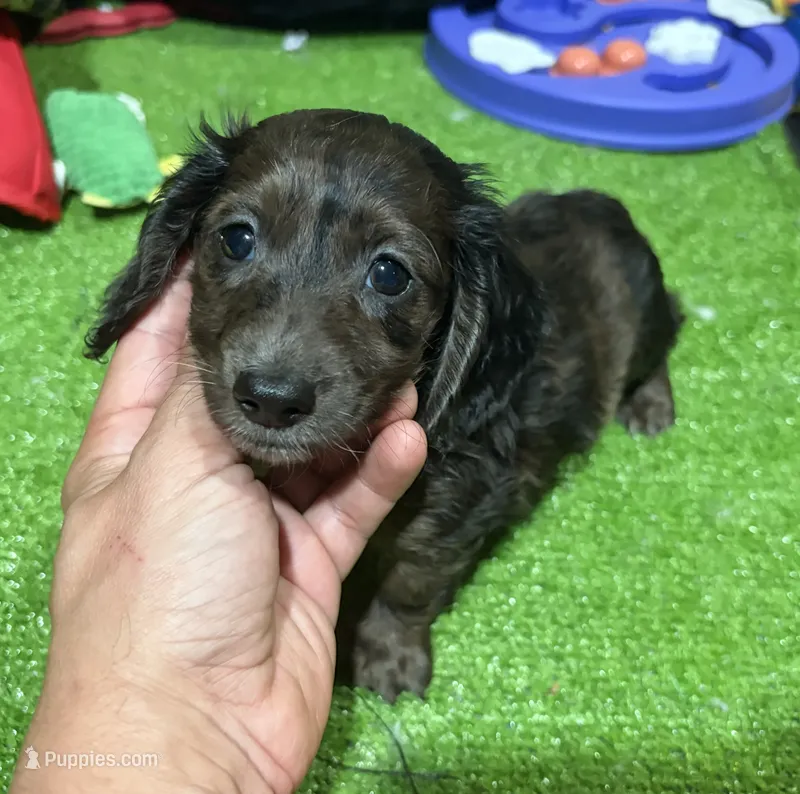 Luke – Miniature Dachshund puppy for sale in Bourne, MA