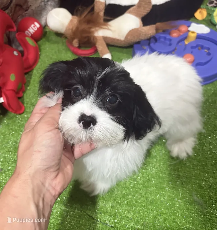 Uti – Shih Tzu puppy for sale in Bourne, MA