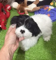 Uti, a male Shih Tzu for sale in Bourne, MA – 1 of 2