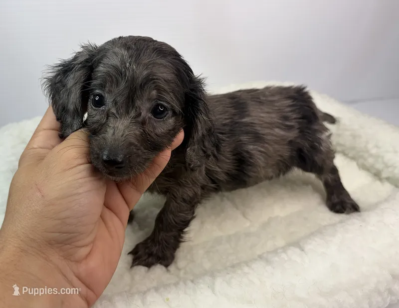 Paula – Miniature Dachshund puppy for sale in Bourne, MA