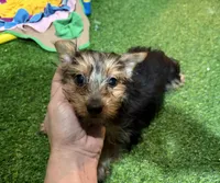 Zulu, a male Yorkshire Terrier for sale in Bourne, MA – Photo 1 of 2