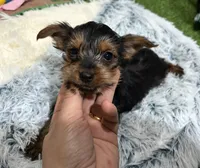 Zulu, a male Yorkshire Terrier for sale in Bourne, MA – Photo 2 of 2