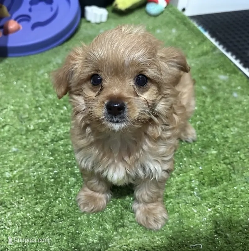 Daisy – Cavapoo puppy for sale in Bourne, MA