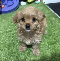 Daisy, a female Cavapoo for sale in Bourne, MA – 1 of 1