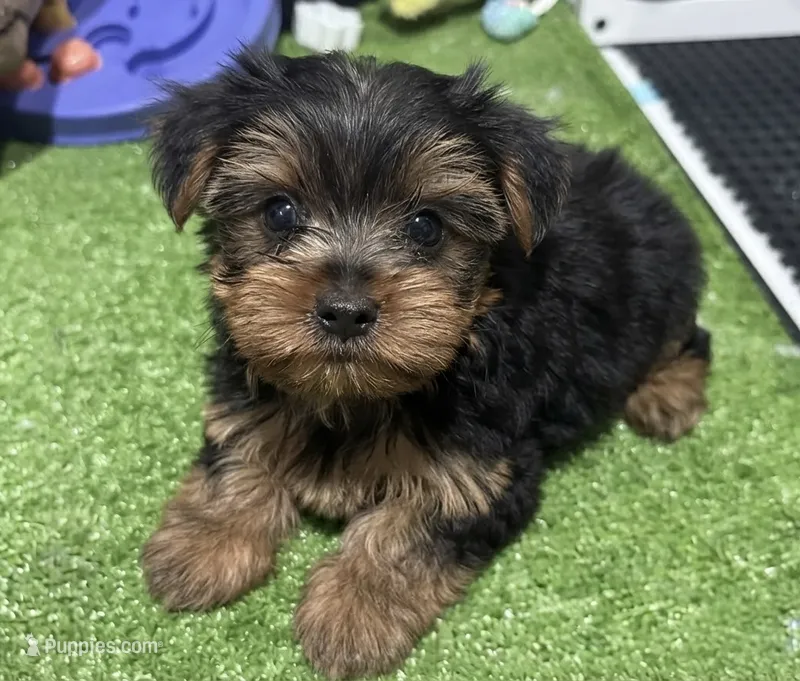 Bud – Yorkshire Terrier puppy for sale in Bourne, MA