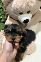 NC, a male Yorkshire Terrier for sale in Bourne, MA – Photo 4 of 4