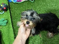 NC, a male Yorkshire Terrier for sale in Bourne, MA – Photo 1 of 4