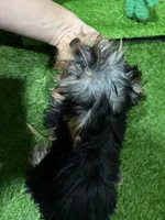 NC, a male Yorkshire Terrier for sale in Bourne, MA – Photo 3 of 4