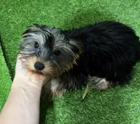 NC, a male Yorkshire Terrier for sale in Bourne, MA – Photo 2 of 4