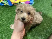 Neal, a male Maltipoo for sale in Bourne, MA – Photo 3 of 3