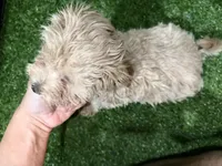 Neal, a male Maltipoo for sale in Bourne, MA – Photo 2 of 3