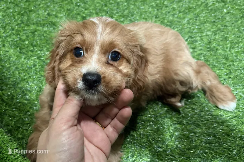 Una – Cavapoo puppy for sale in Bourne, MA