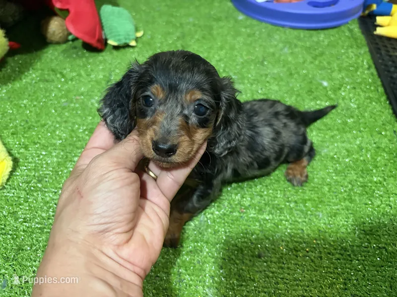 Dach – Miniature Dachshund puppy for sale in Bourne, MA