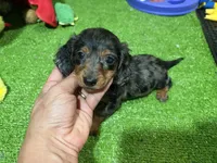 Dach, a male Miniature Dachshund for sale in Bourne, MA – 1 of 1