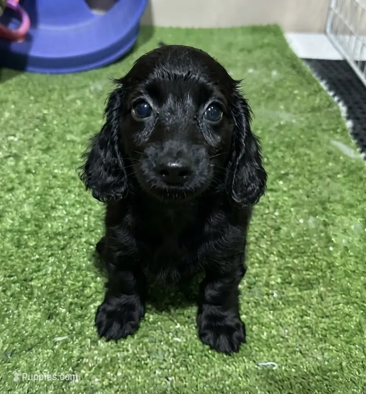 Dach – Miniature Dachshund puppy for sale in Bourne, MA