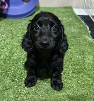 Dach, a male Miniature Dachshund for sale in Bourne, MA – 1 of 1