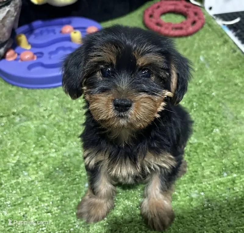 Elena – Yorkshire Terrier puppy for sale in Bourne, MA