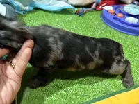 Obi, a female Miniature Dachshund for sale in Bourne, MA – 2 of 4