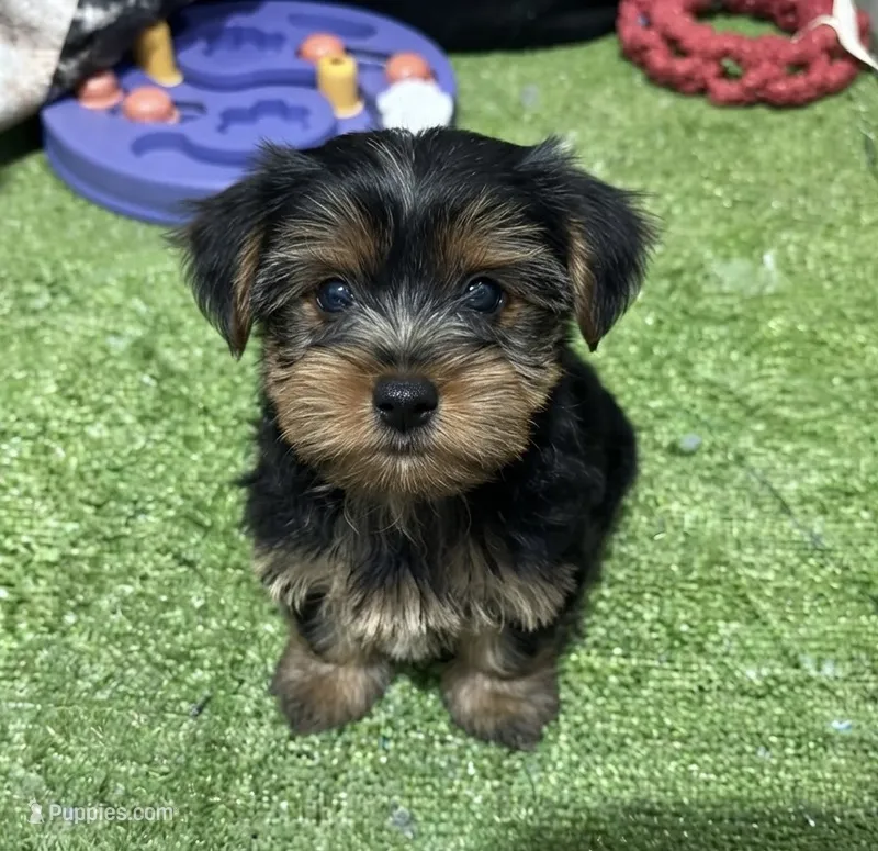 Beau – Yorkshire Terrier puppy for sale in Bourne, MA