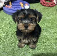 Beau, a male Yorkshire Terrier for sale in Bourne, MA – 1 of 1
