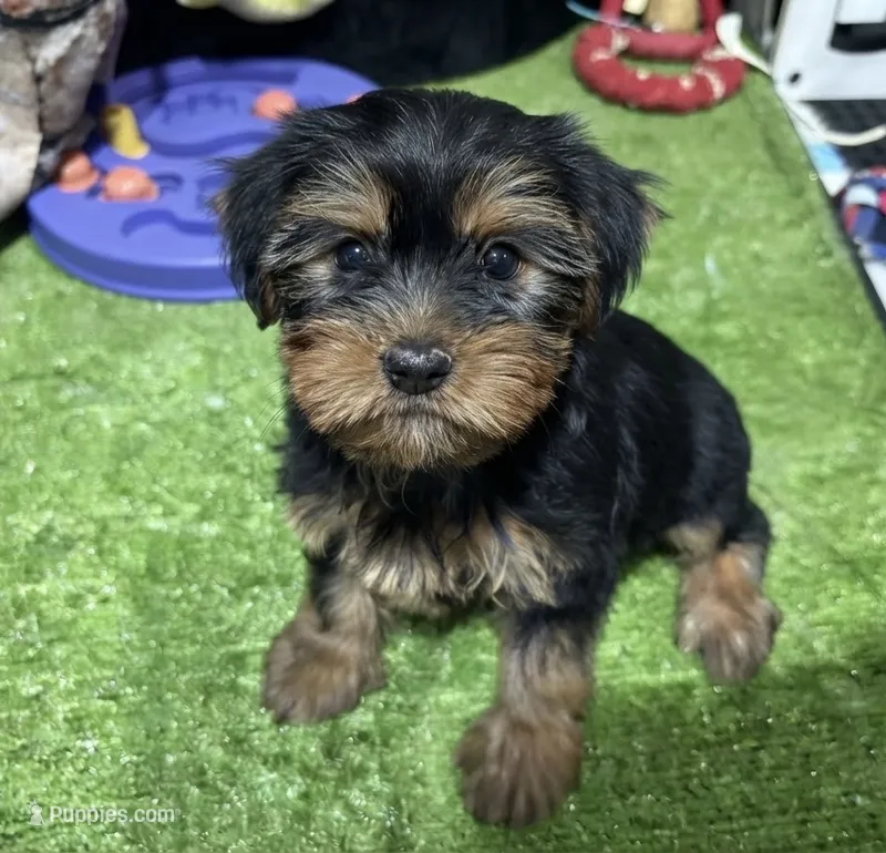 Daiana – Yorkshire Terrier puppy for sale in Bourne, MA