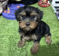 Daiana, a female Yorkshire Terrier for sale in Bourne, MA – 1 of 1
