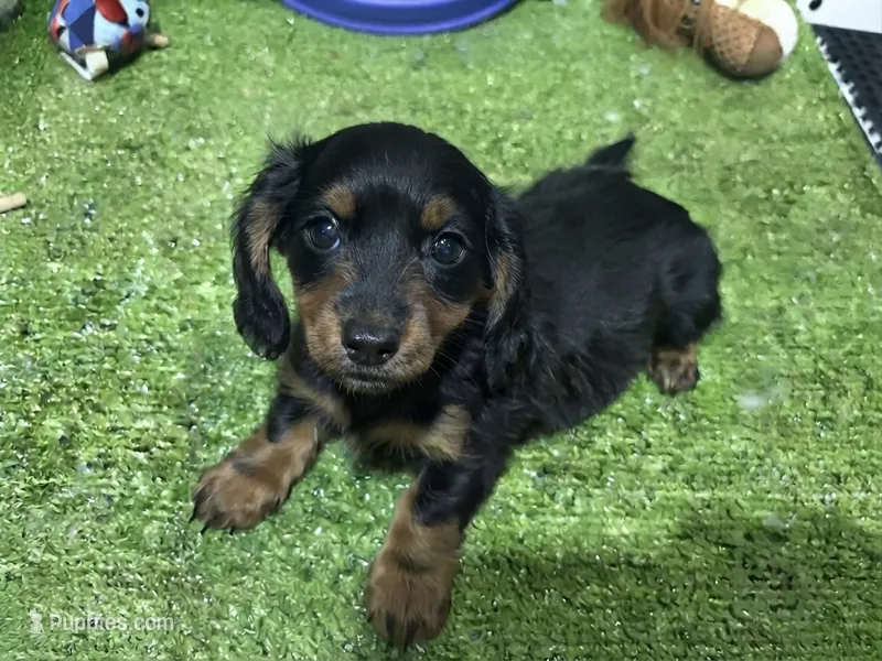Iara – Miniature Dachshund puppy for sale in Bourne, MA
