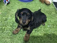 Iara, a female Miniature Dachshund for sale in Bourne, MA – 1 of 1
