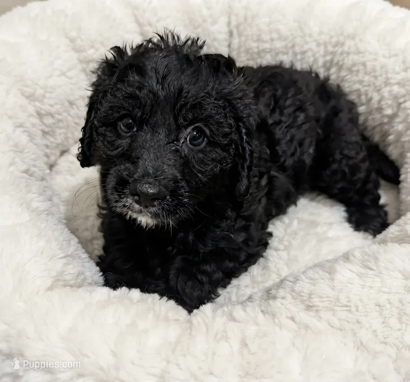 Bruno – Cavapoo puppy for sale in Bourne, MA