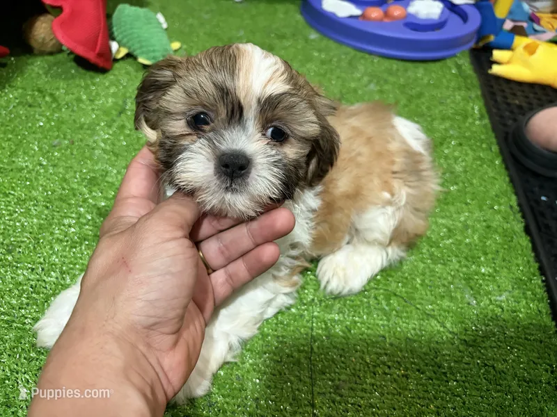 Shih G – Shih Tzu puppy for sale in Bourne, MA