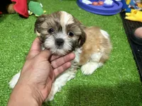Shih G, a male Shih Tzu for sale in Bourne, MA – 1 of 1